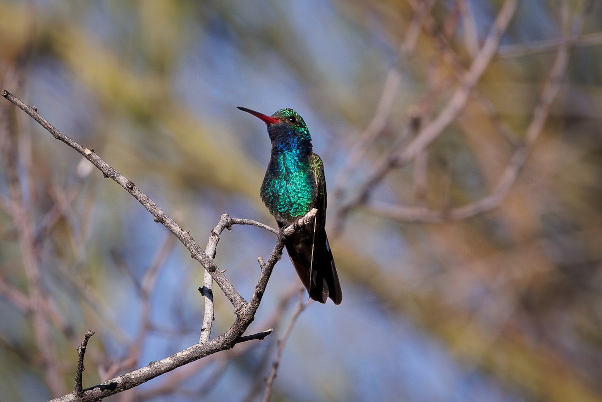 Broad-billed Hummingbird - ML637290158