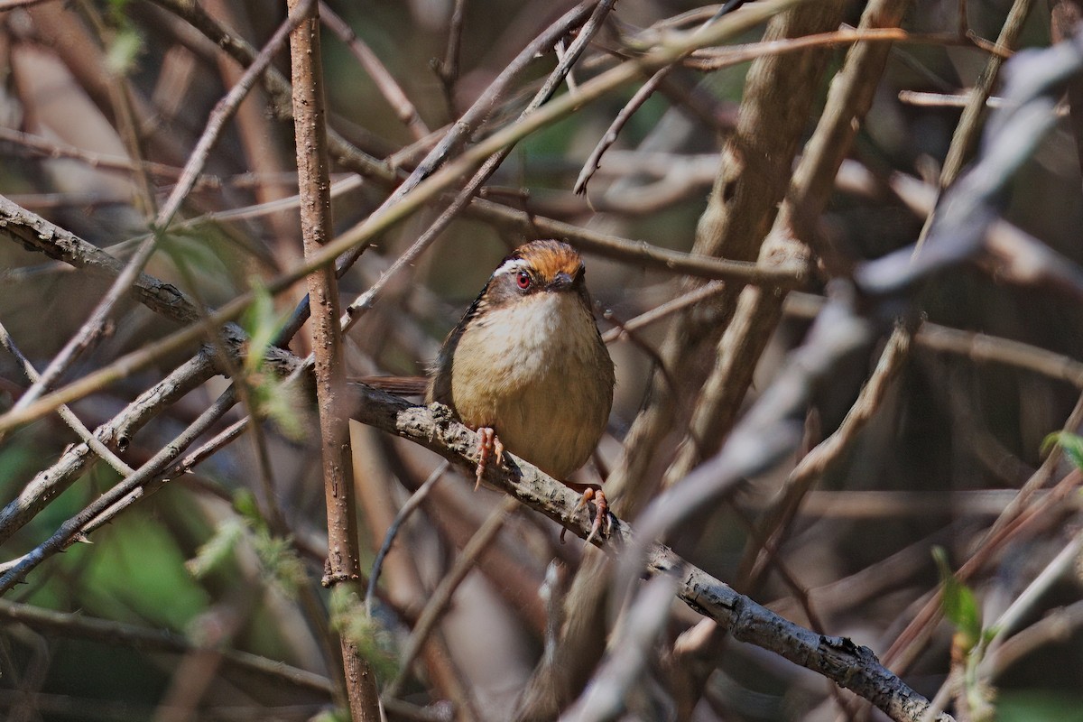 Rusty-capped Fulvetta - ML637290163