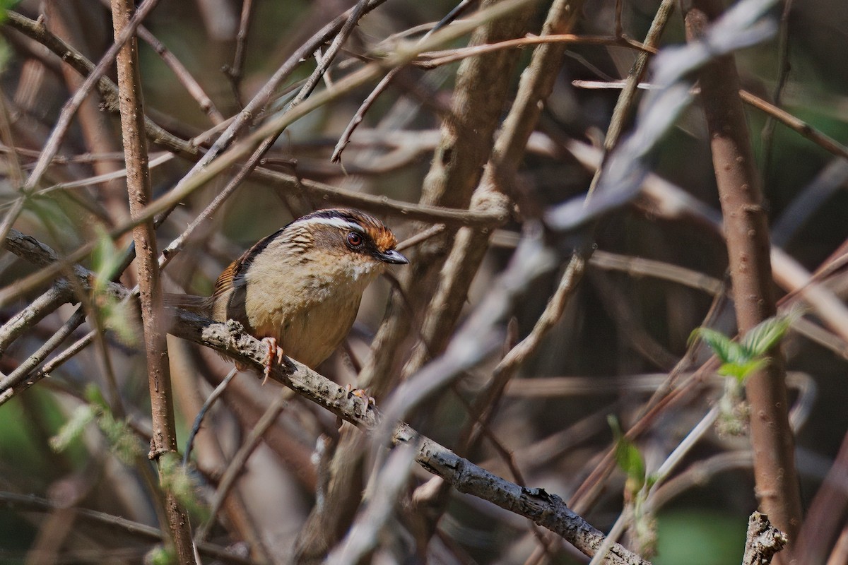 Rusty-capped Fulvetta - ML637290164