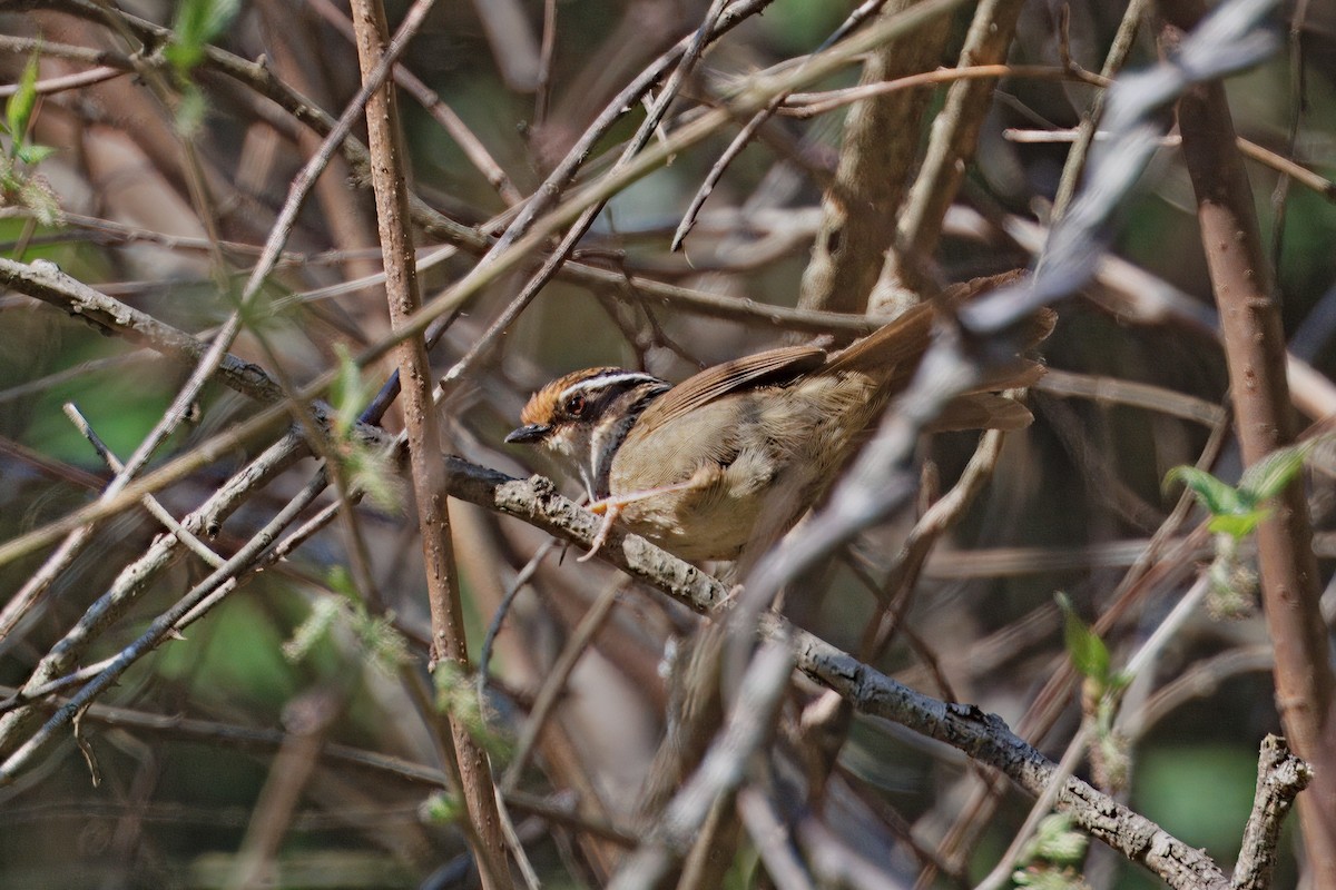 Rusty-capped Fulvetta - ML637290165