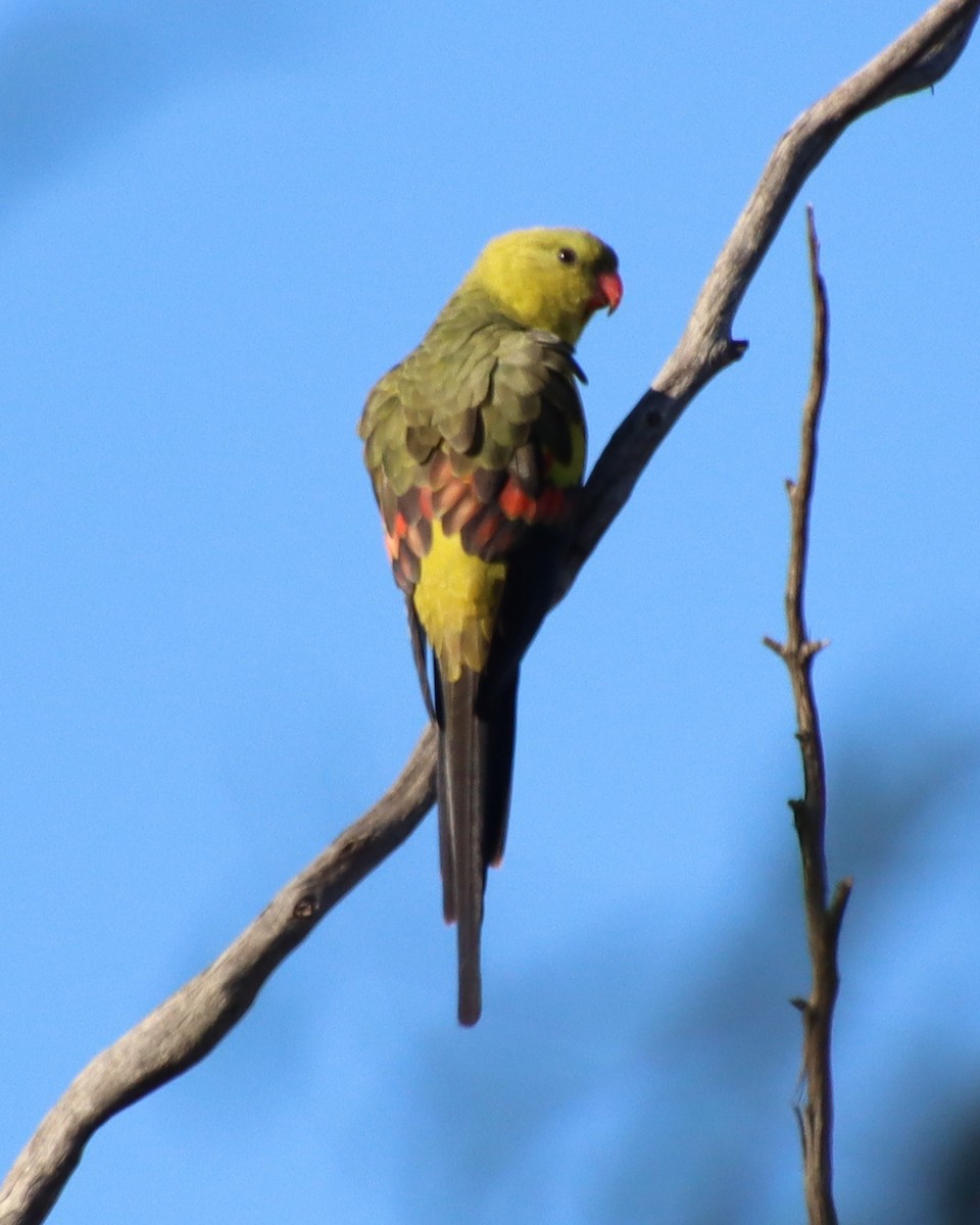 Regent Parrot - ML637290191