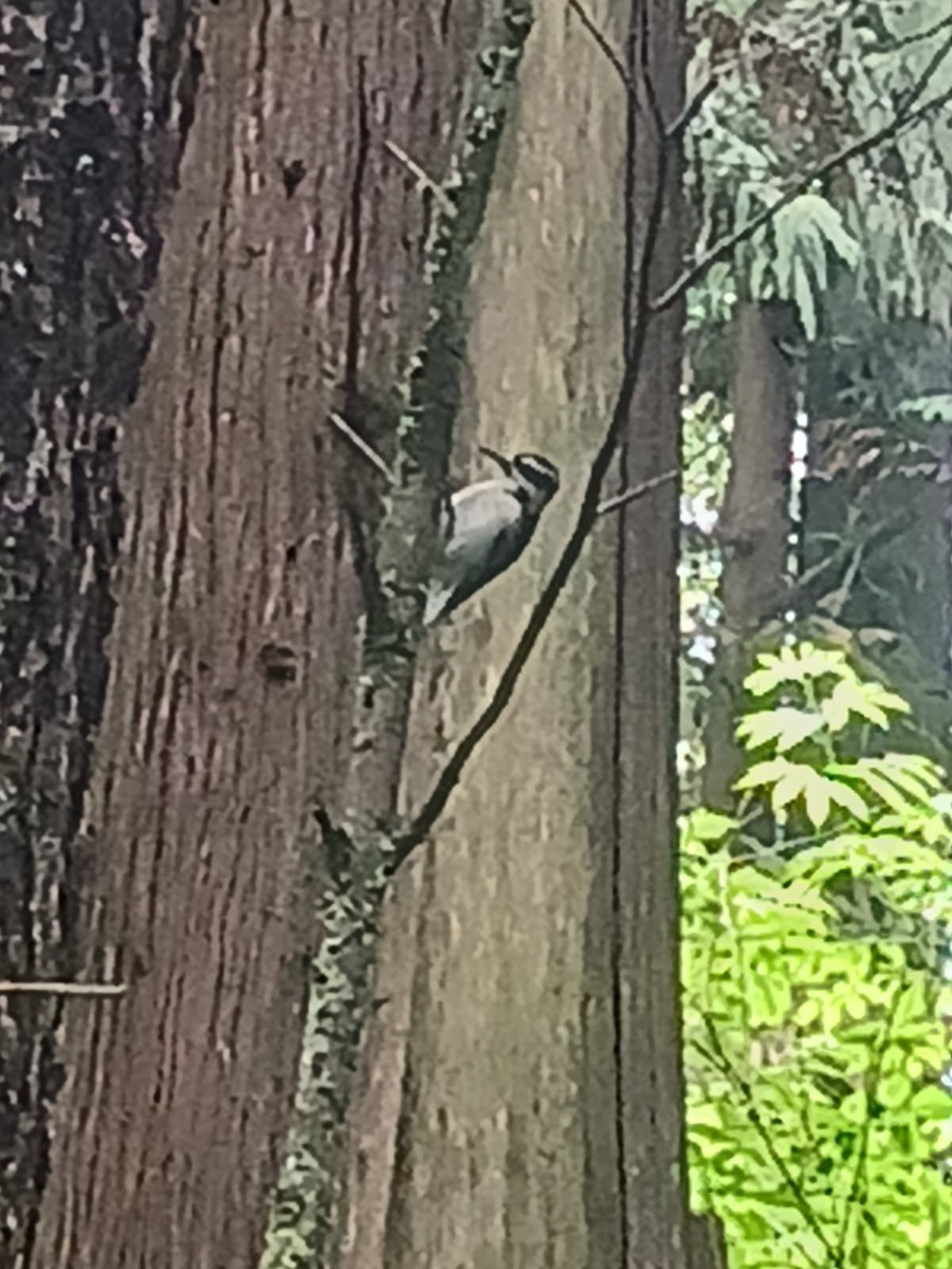 Hairy Woodpecker - ML637290200