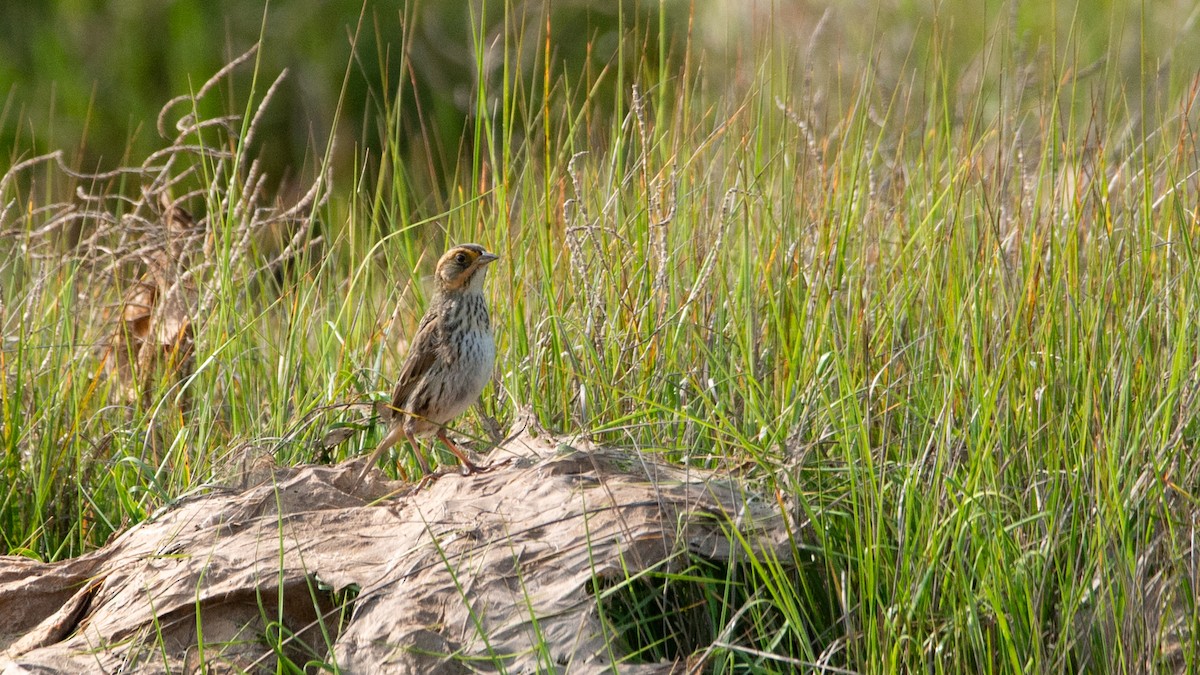 Saltmarsh Sparrow - ML637290255