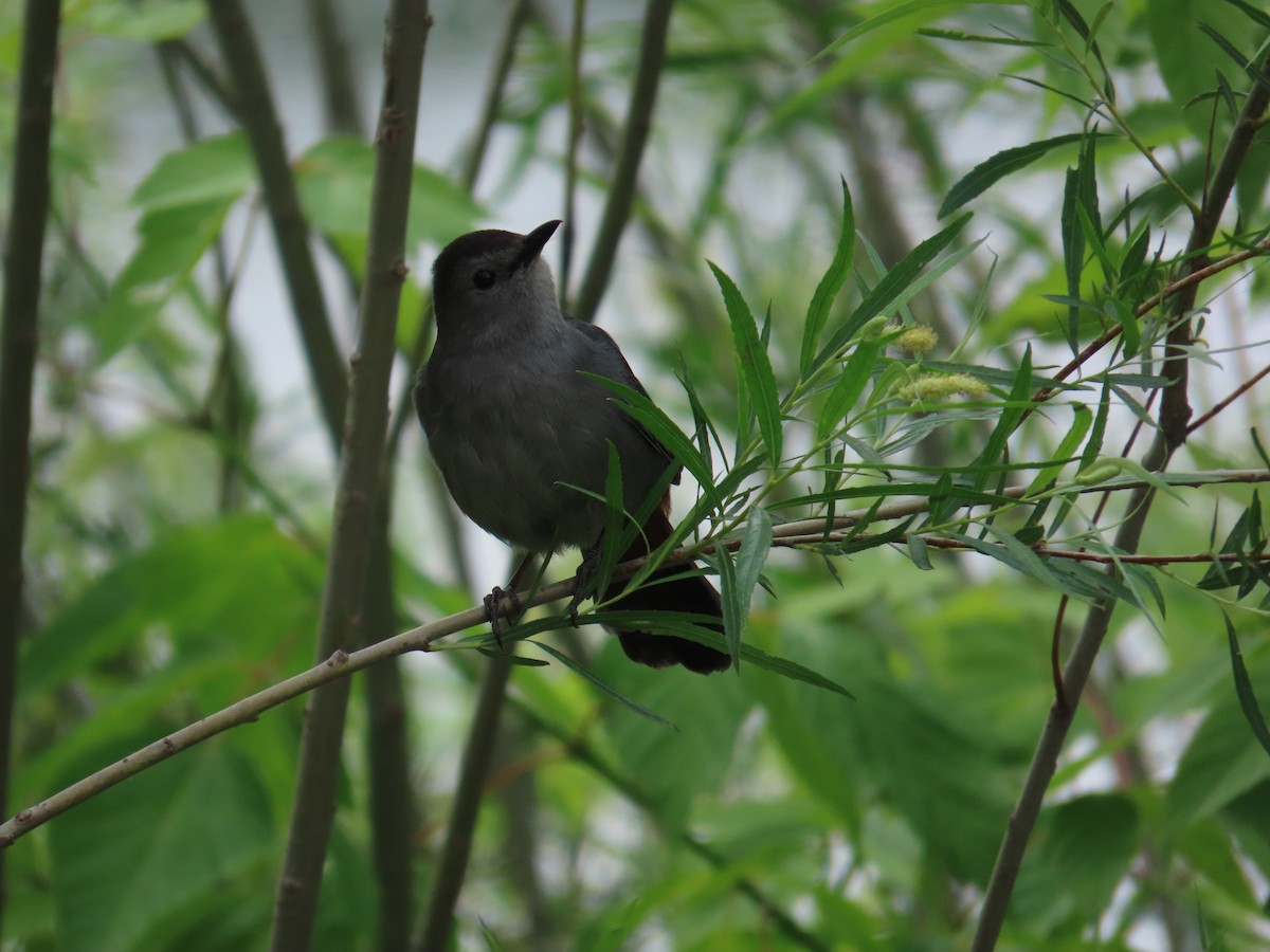 Gray Catbird - ML637290270