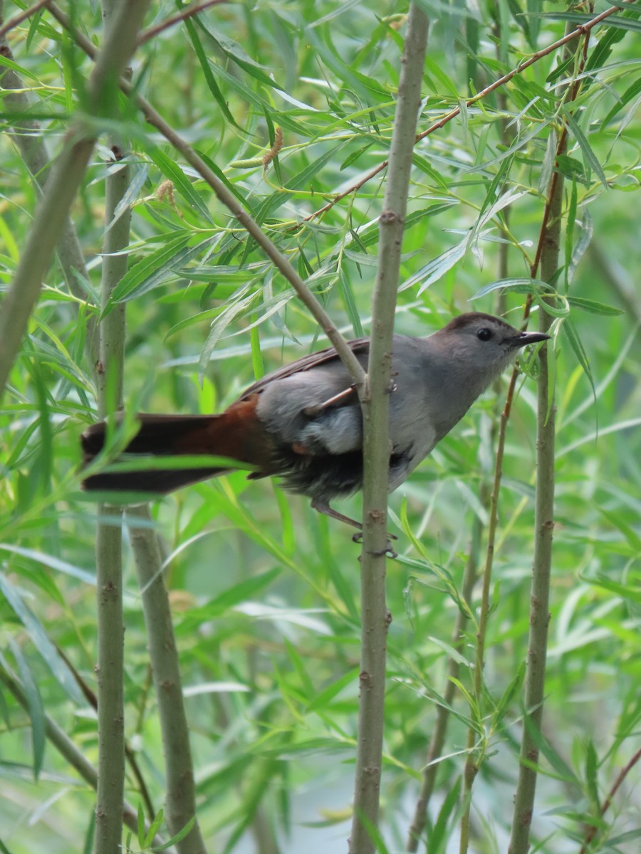 Gray Catbird - ML637290271