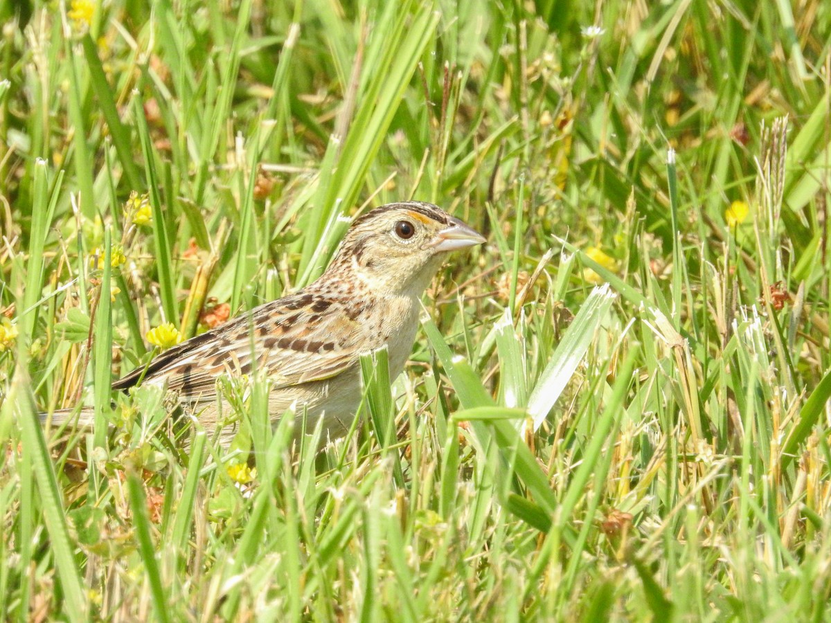 Grasshopper Sparrow - ML637290273