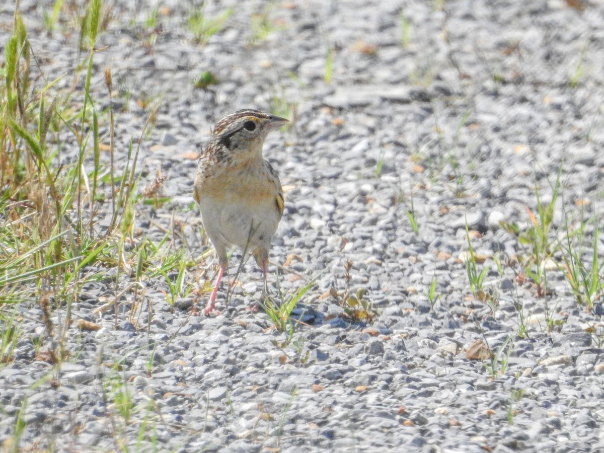 Grasshopper Sparrow - ML637290317