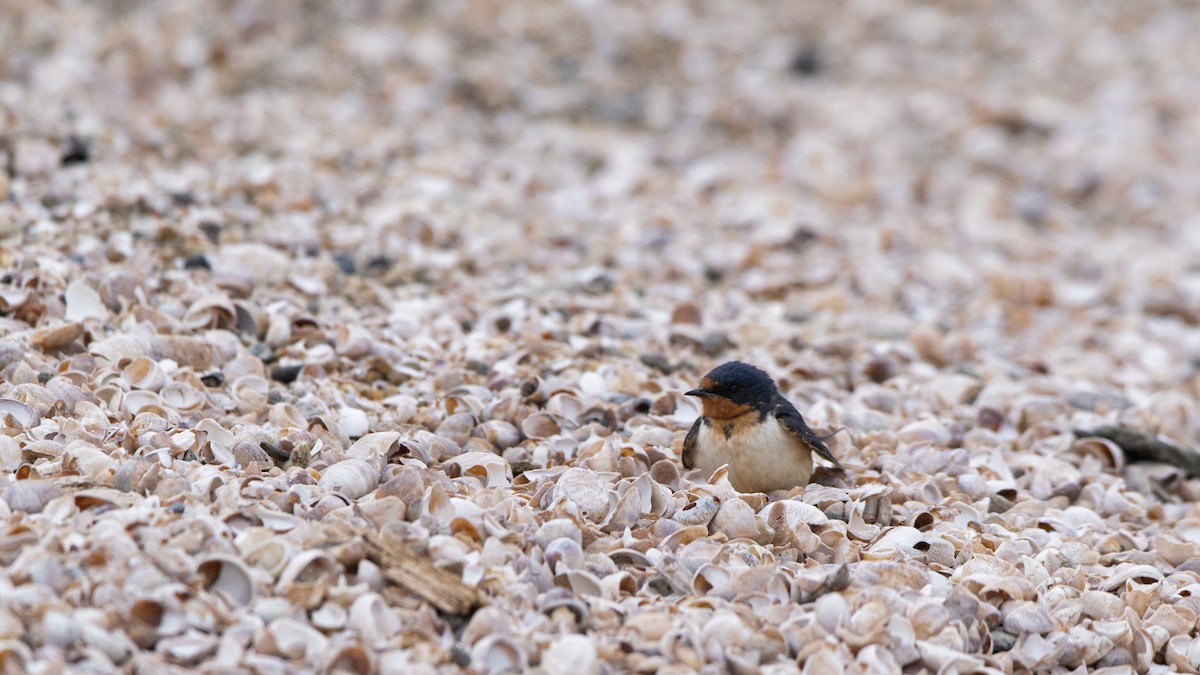 Barn Swallow - ML637290318
