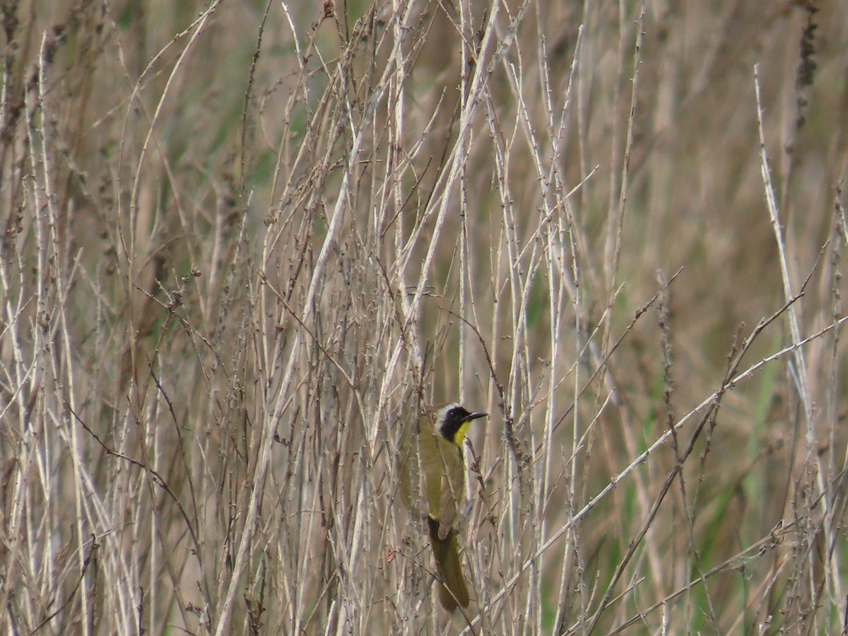 Common Yellowthroat - ML637290322
