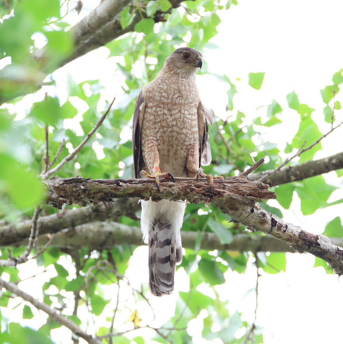 Cooper's Hawk - ML637290353