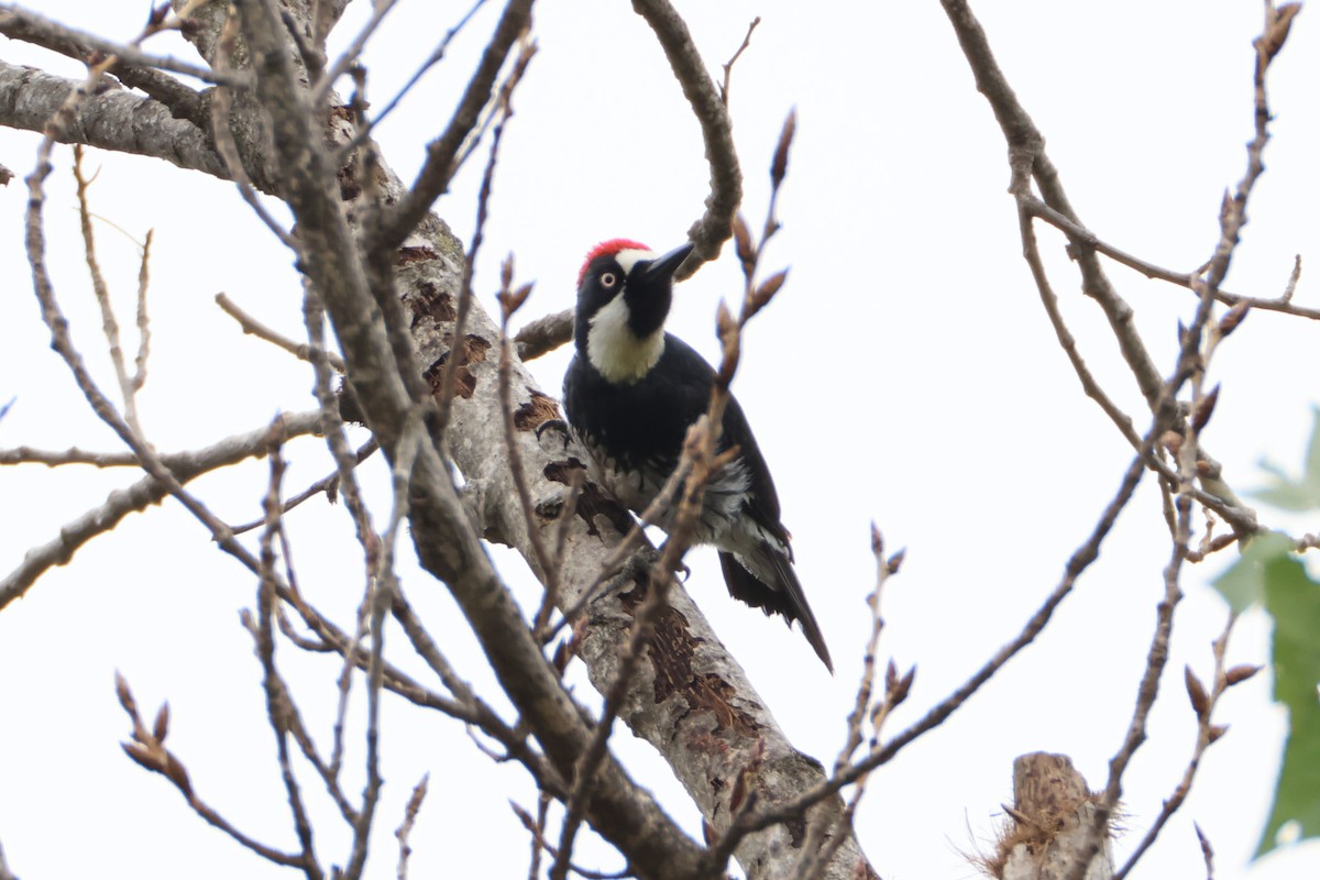 Acorn Woodpecker - ML637290376