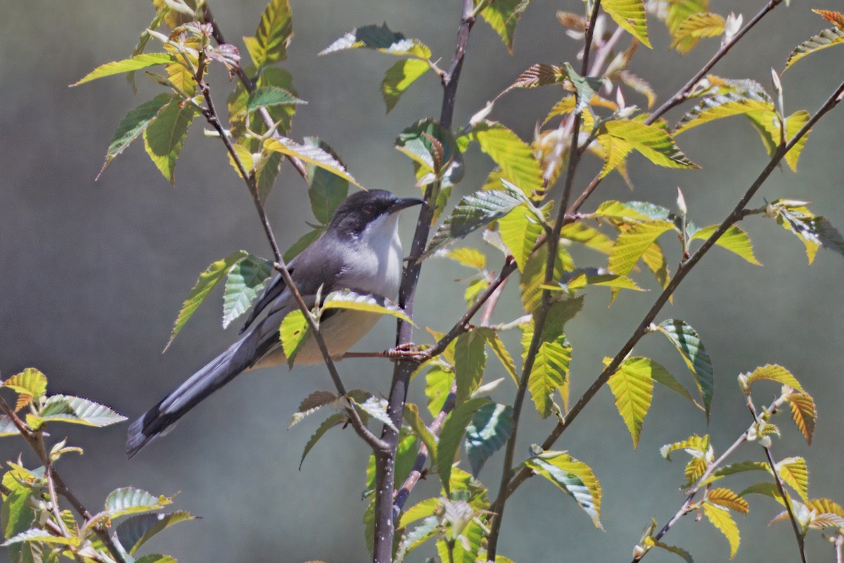 Gray Sibia - ML637290377