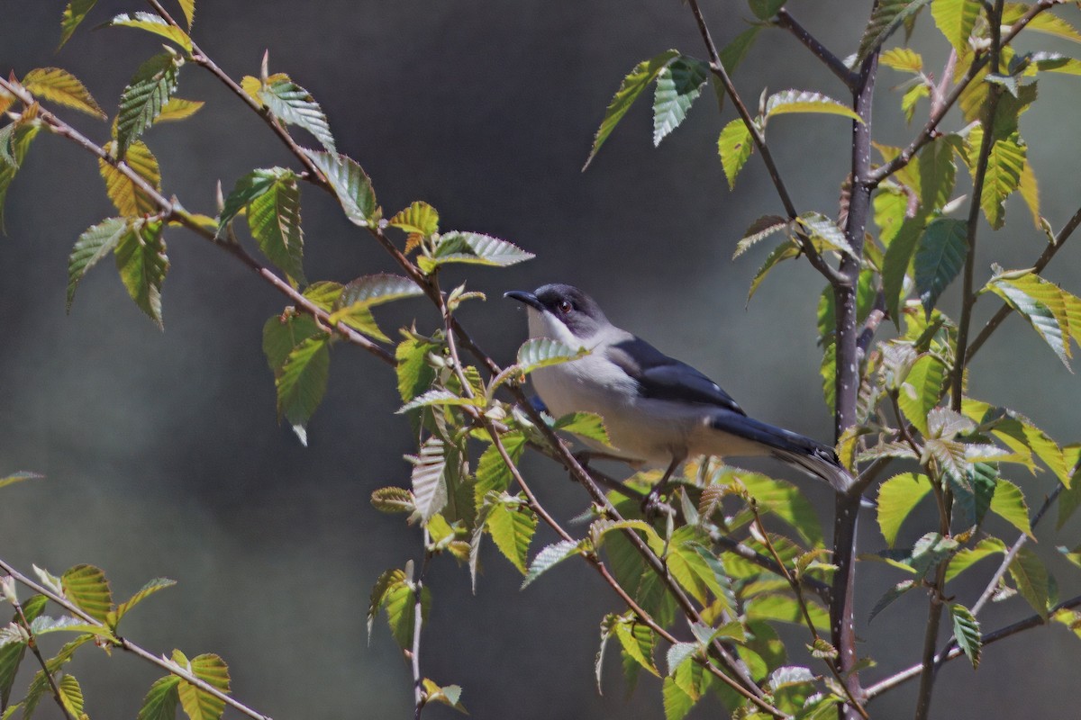 Gray Sibia - ML637290378