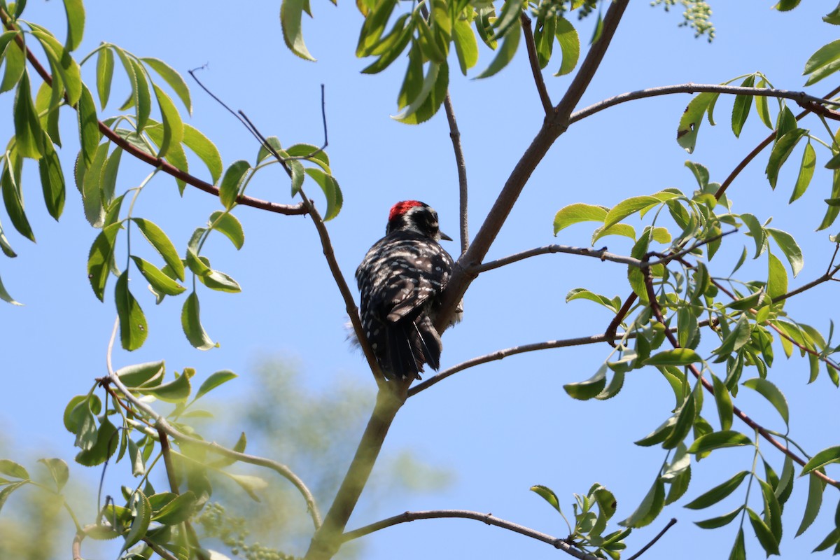 Nuttall's Woodpecker - ML637290390