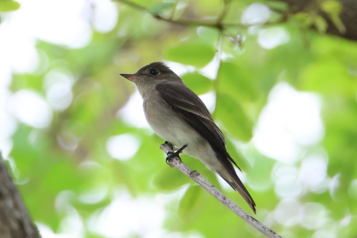 Western Wood-Pewee - ML637290394