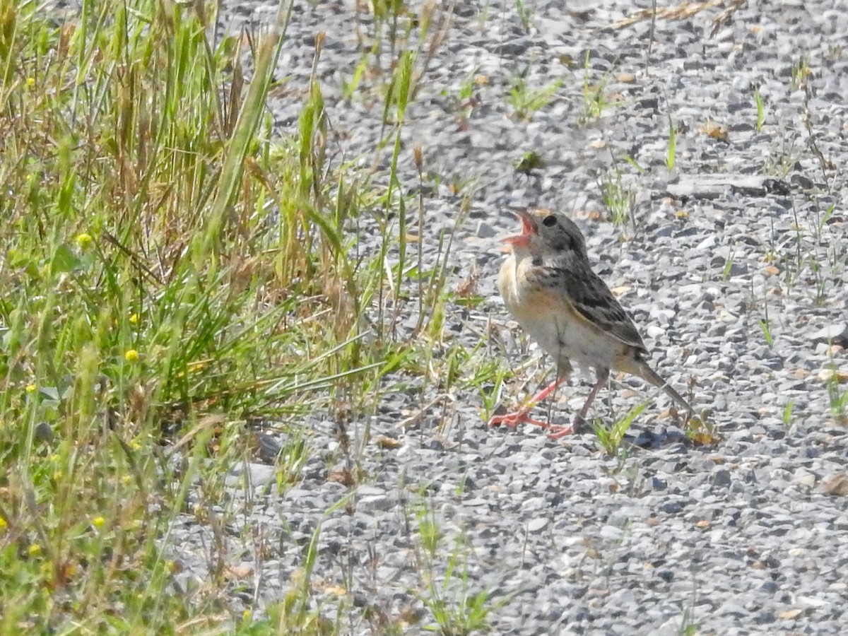 Grasshopper Sparrow - ML637290424