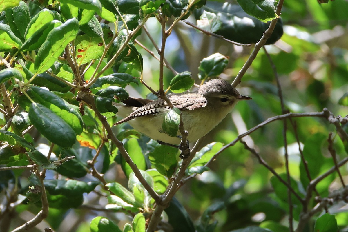 Western Warbling Vireo - ML637290429