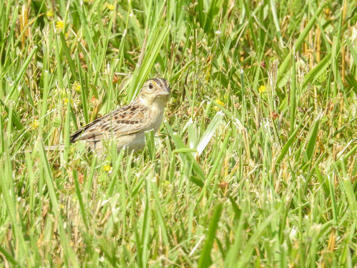 Grasshopper Sparrow - ML637290437