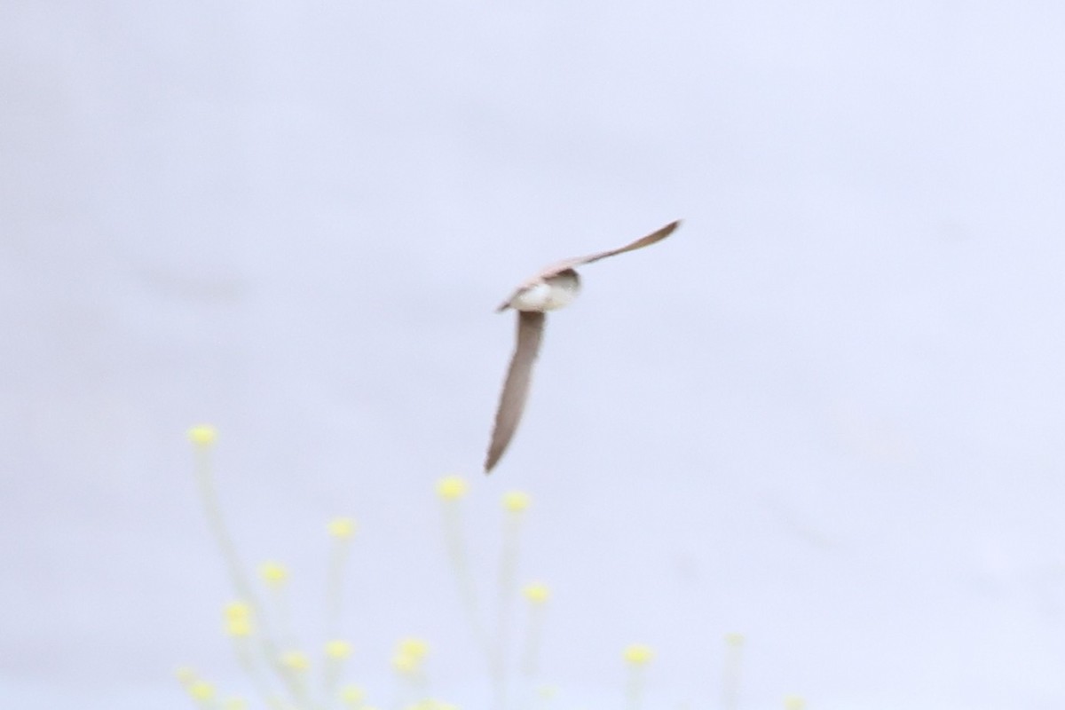 Northern Rough-winged Swallow - ML637290441