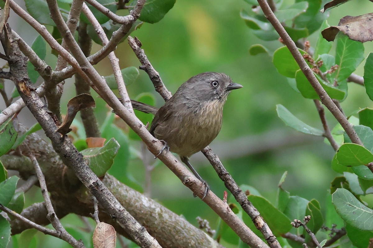Wrentit - ML637290448