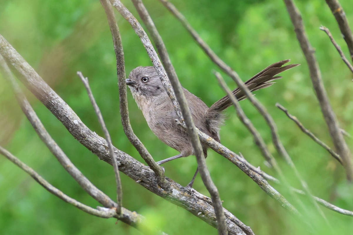 Wrentit - ML637290471