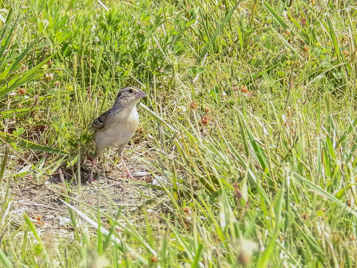 Grasshopper Sparrow - ML637290476
