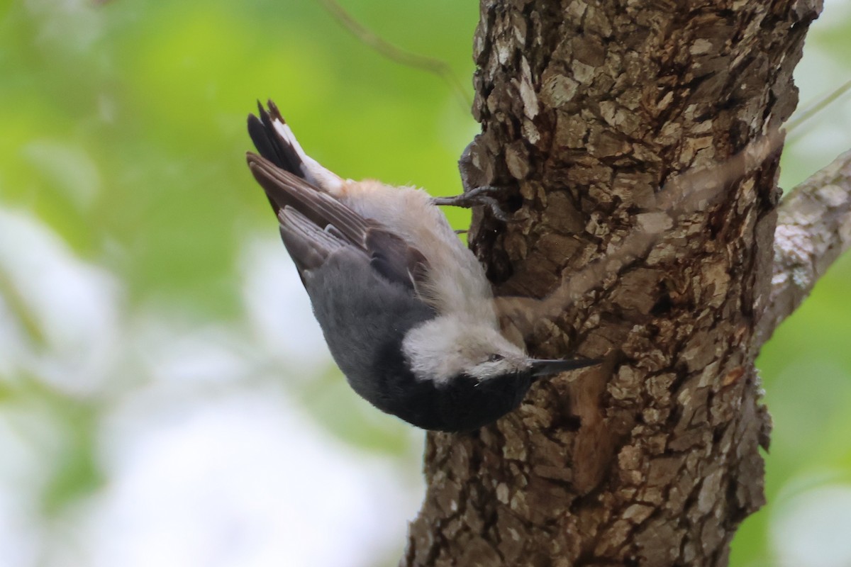 White-breasted Nuthatch - ML637290477
