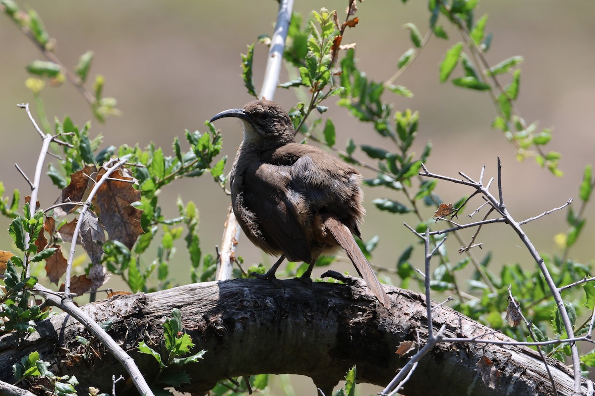 California Thrasher - ML637290488