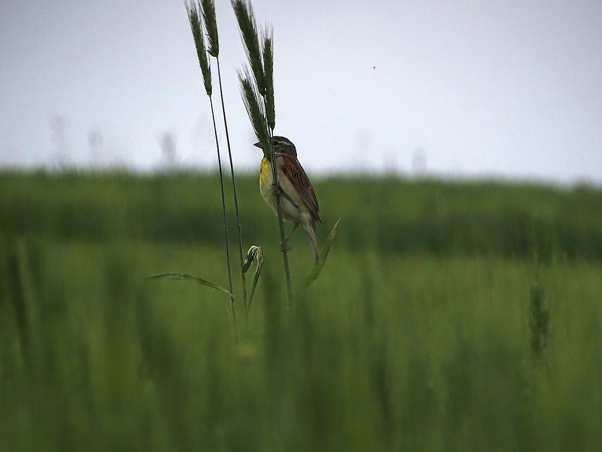 Dickcissel - ML637290499