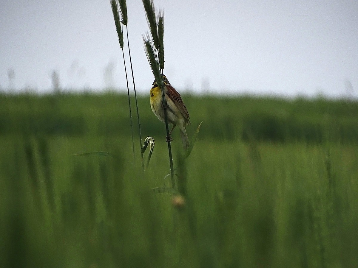 Dickcissel - ML637290500