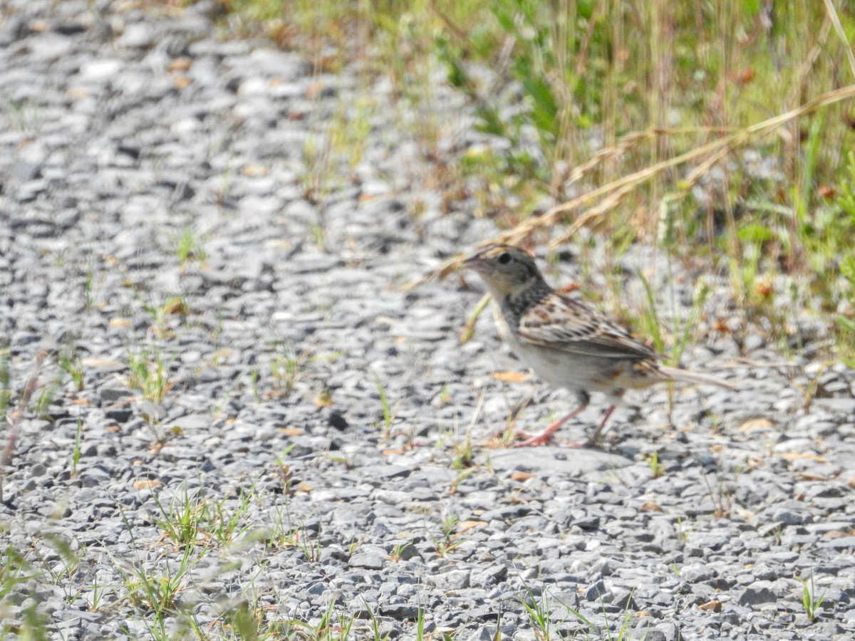 Grasshopper Sparrow - ML637290502