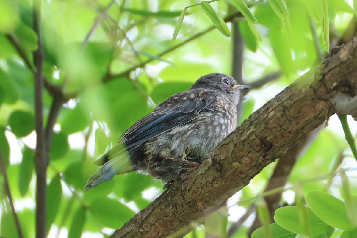 Western Bluebird - ML637290512