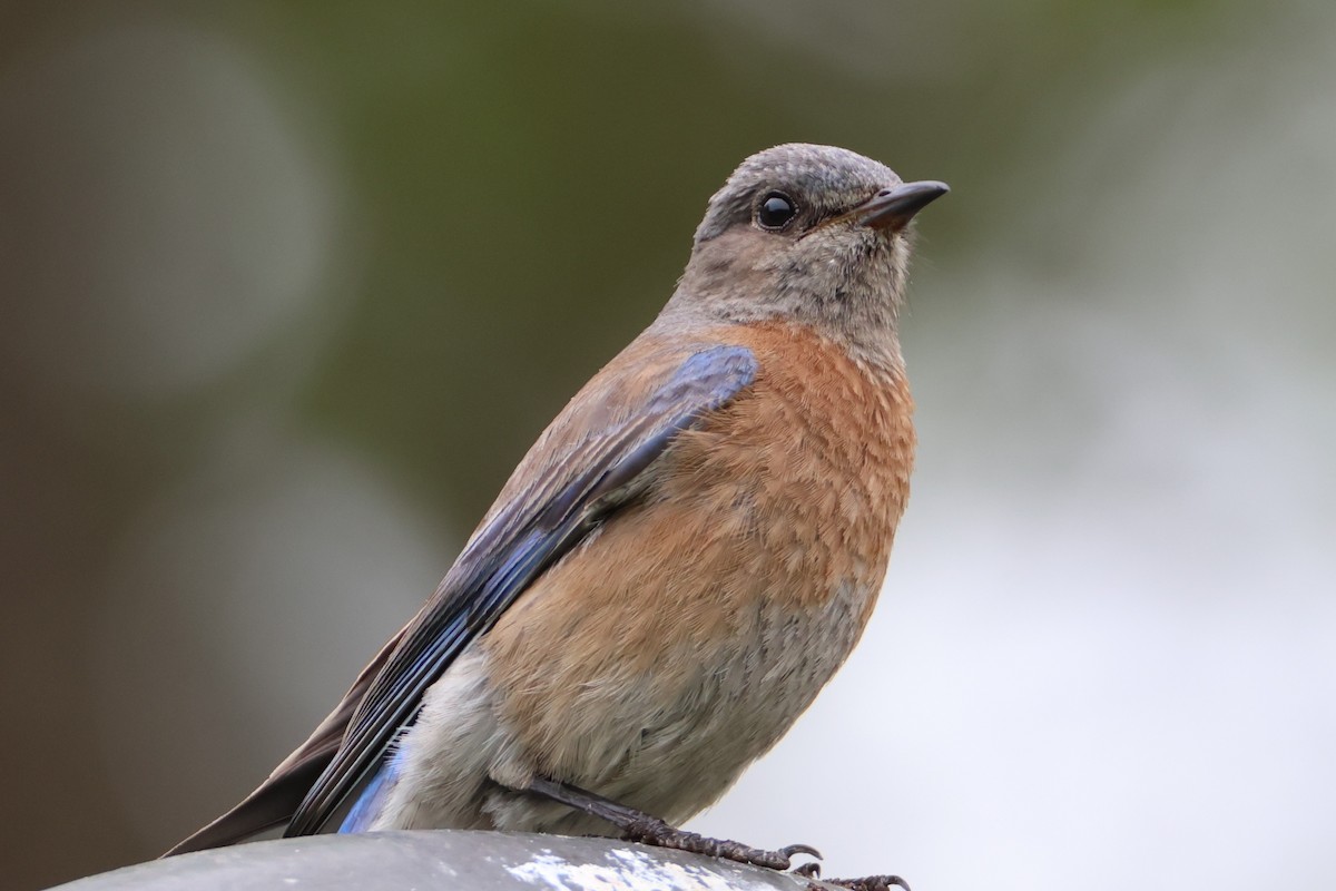 Western Bluebird - ML637290532