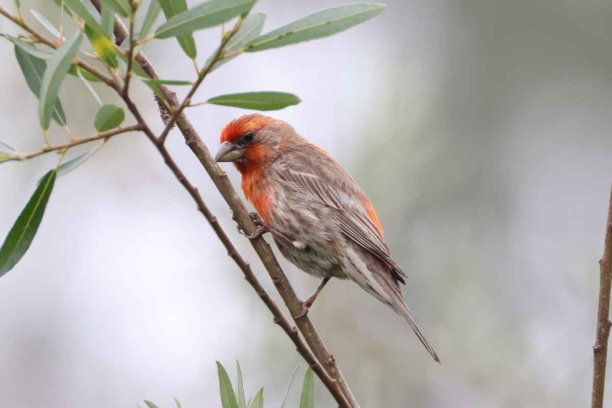House Finch - ML637290556