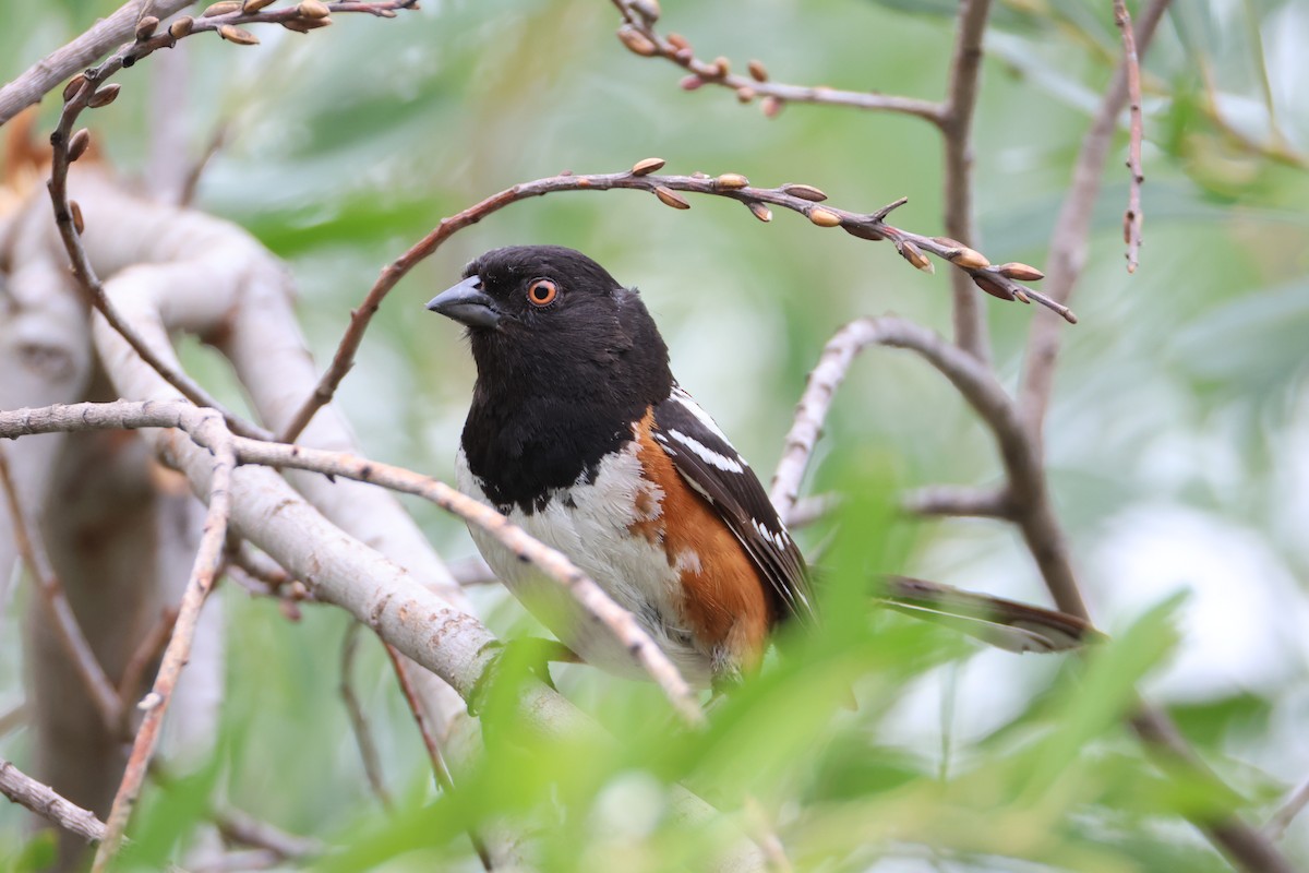 Spotted Towhee - ML637290565