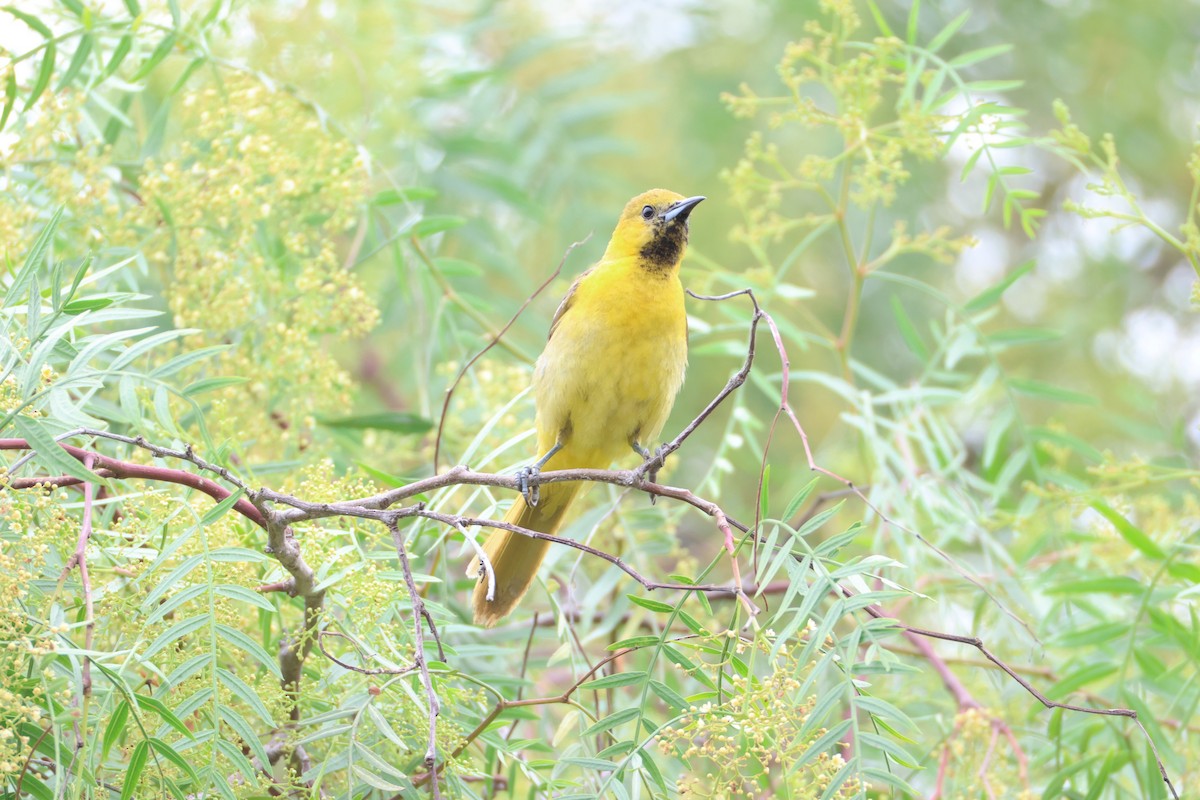 Hooded Oriole - ML637290576