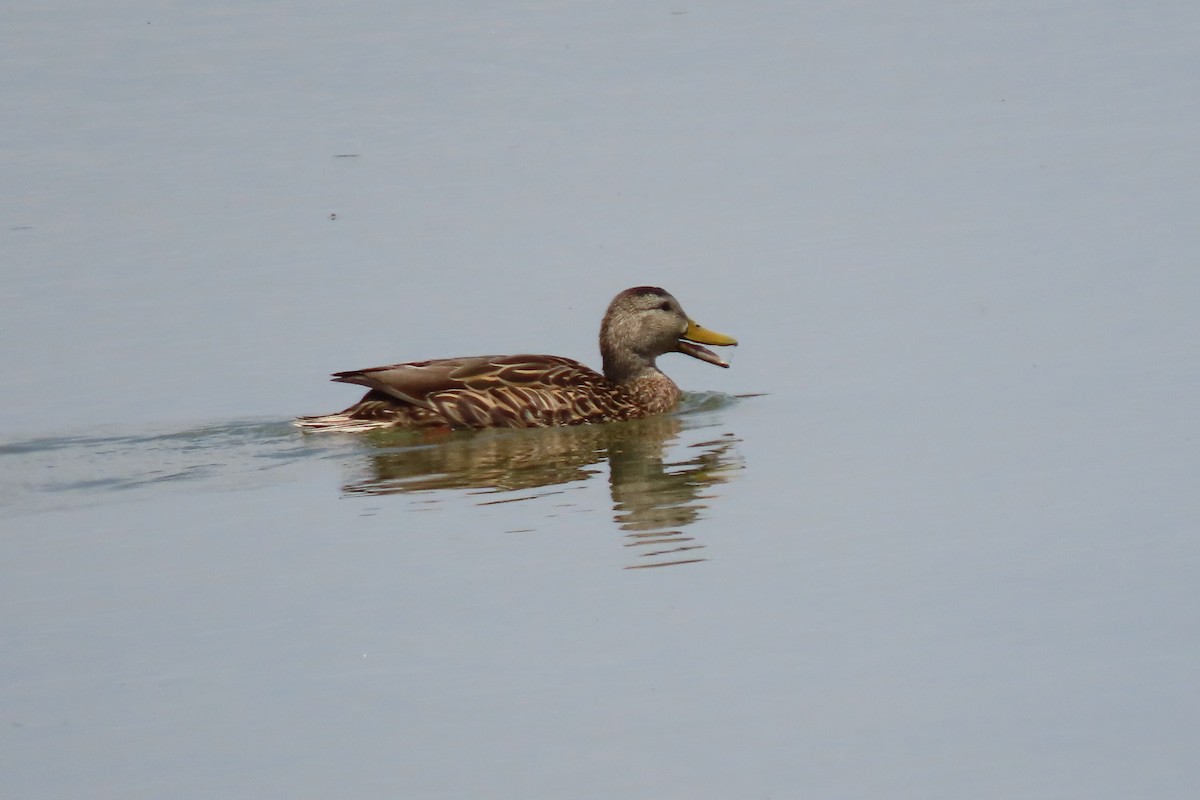 Mexican Duck - ML637290590