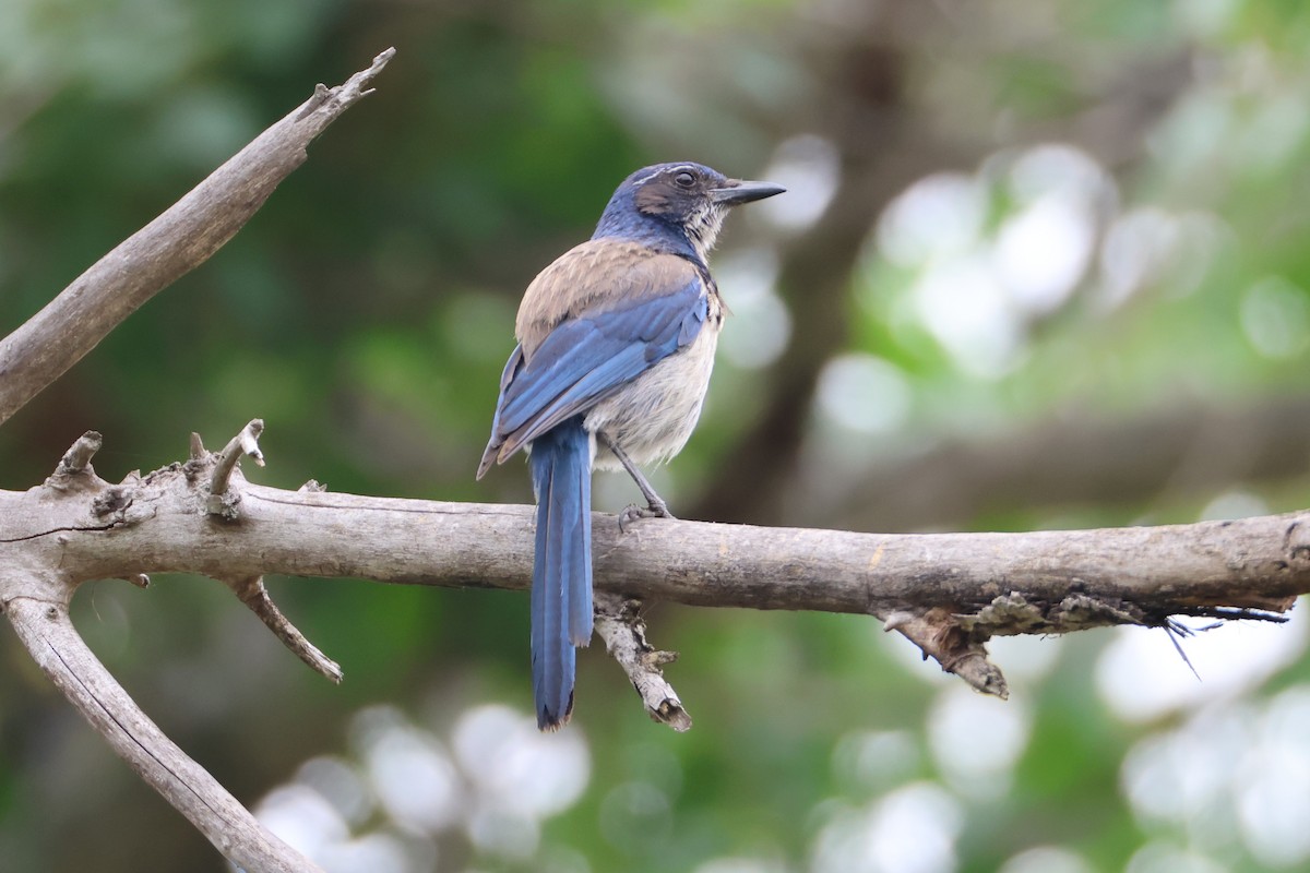 California Scrub-Jay - ML637290592