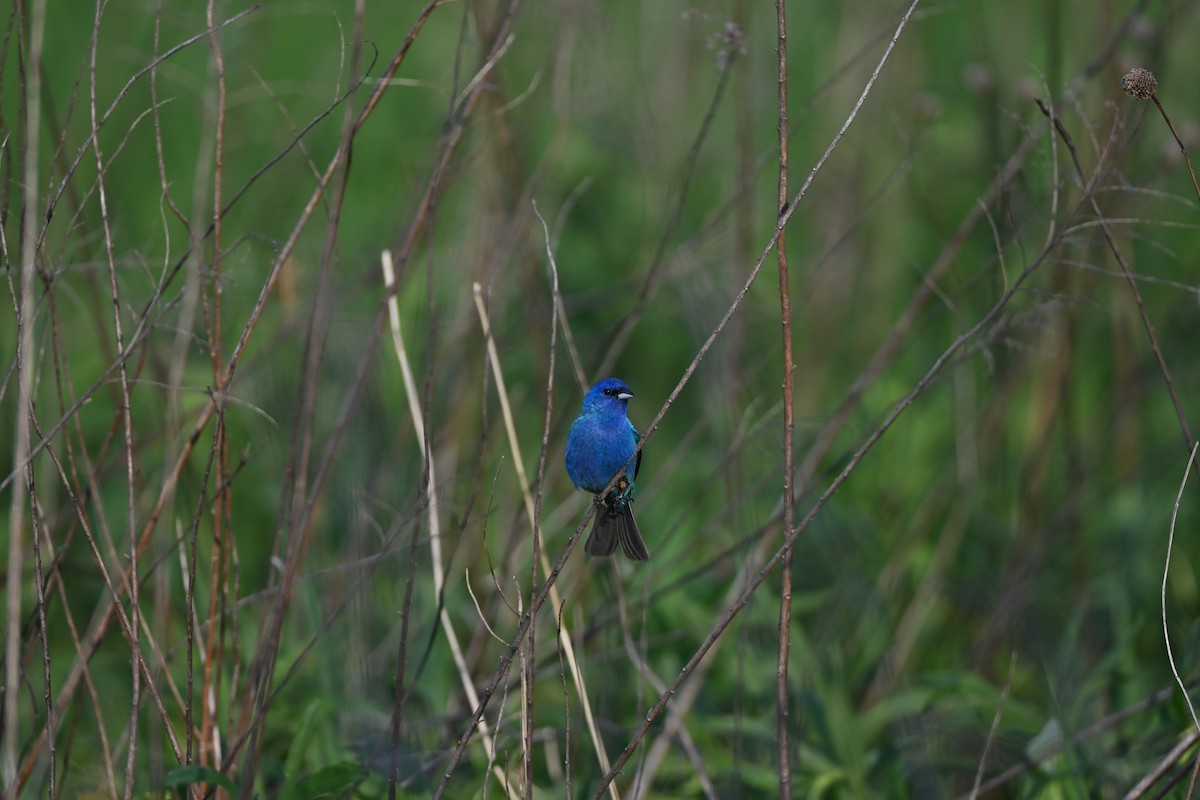 Passerin indigo - ML637290630