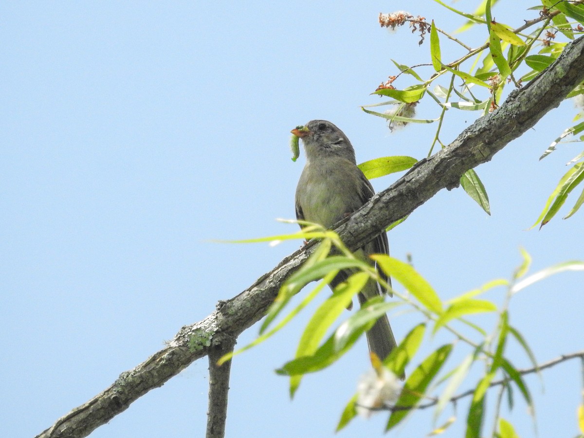 Field Sparrow - ML637290796
