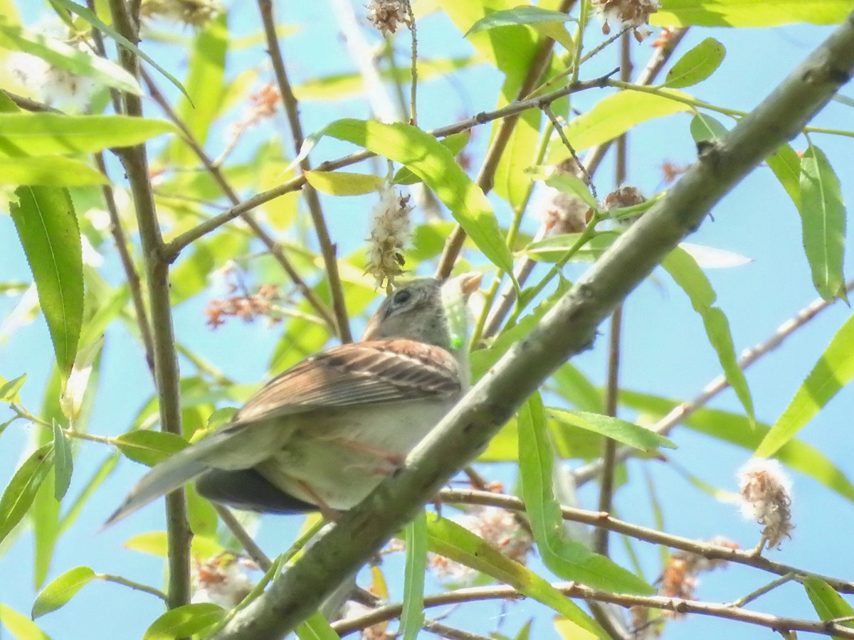 Field Sparrow - ML637290817
