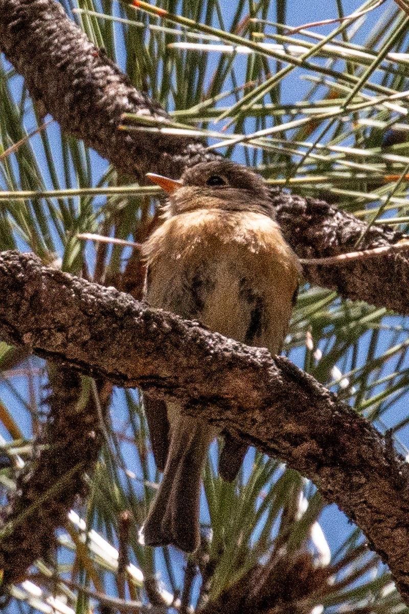 Buff-breasted Flycatcher - ML637290843