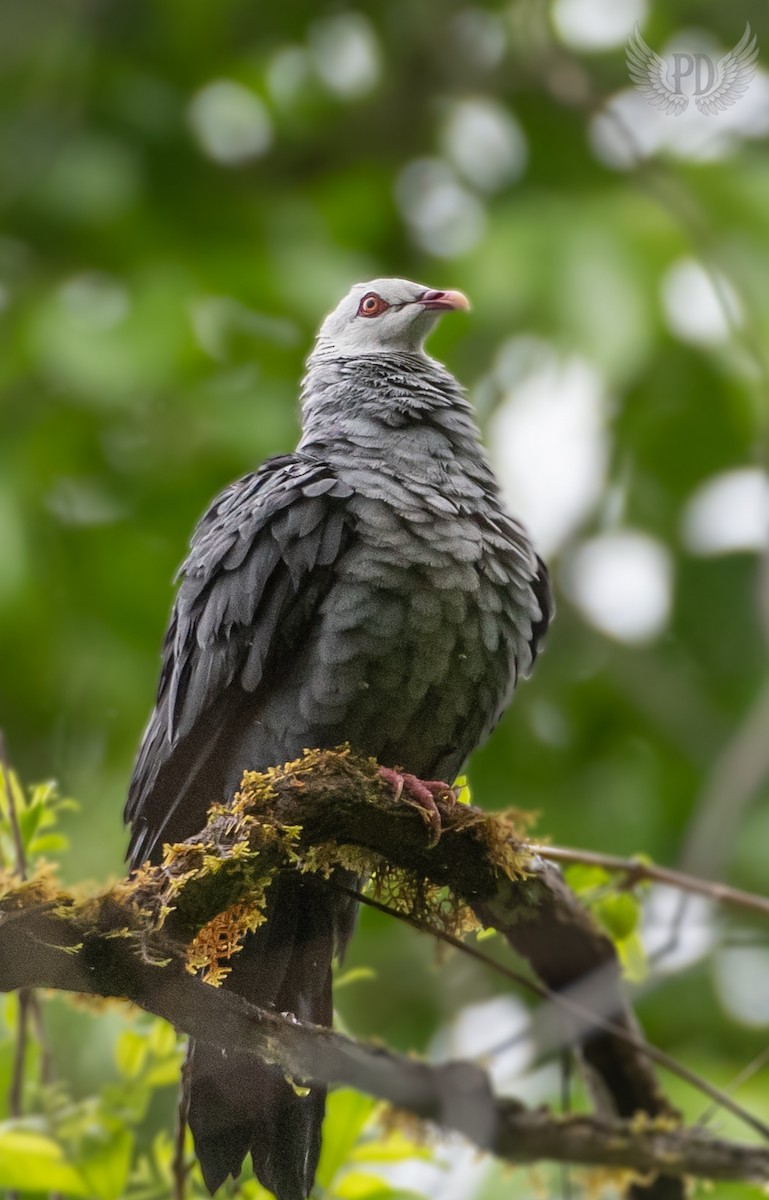Andaman Wood-Pigeon - ML637290862