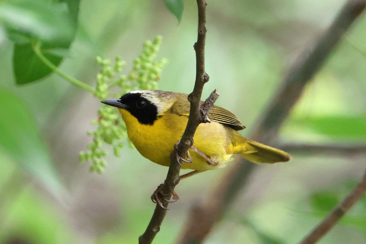 Common Yellowthroat - ML637290865