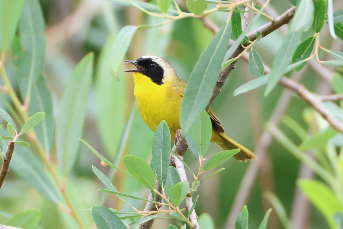 Common Yellowthroat - ML637290875