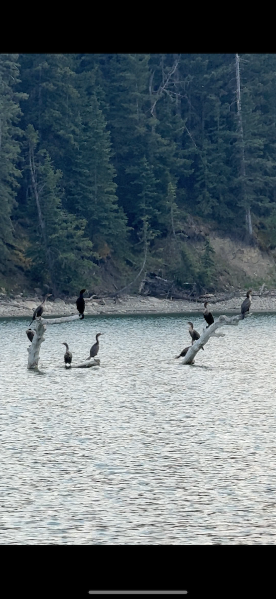 Double-crested Cormorant - ML637290896