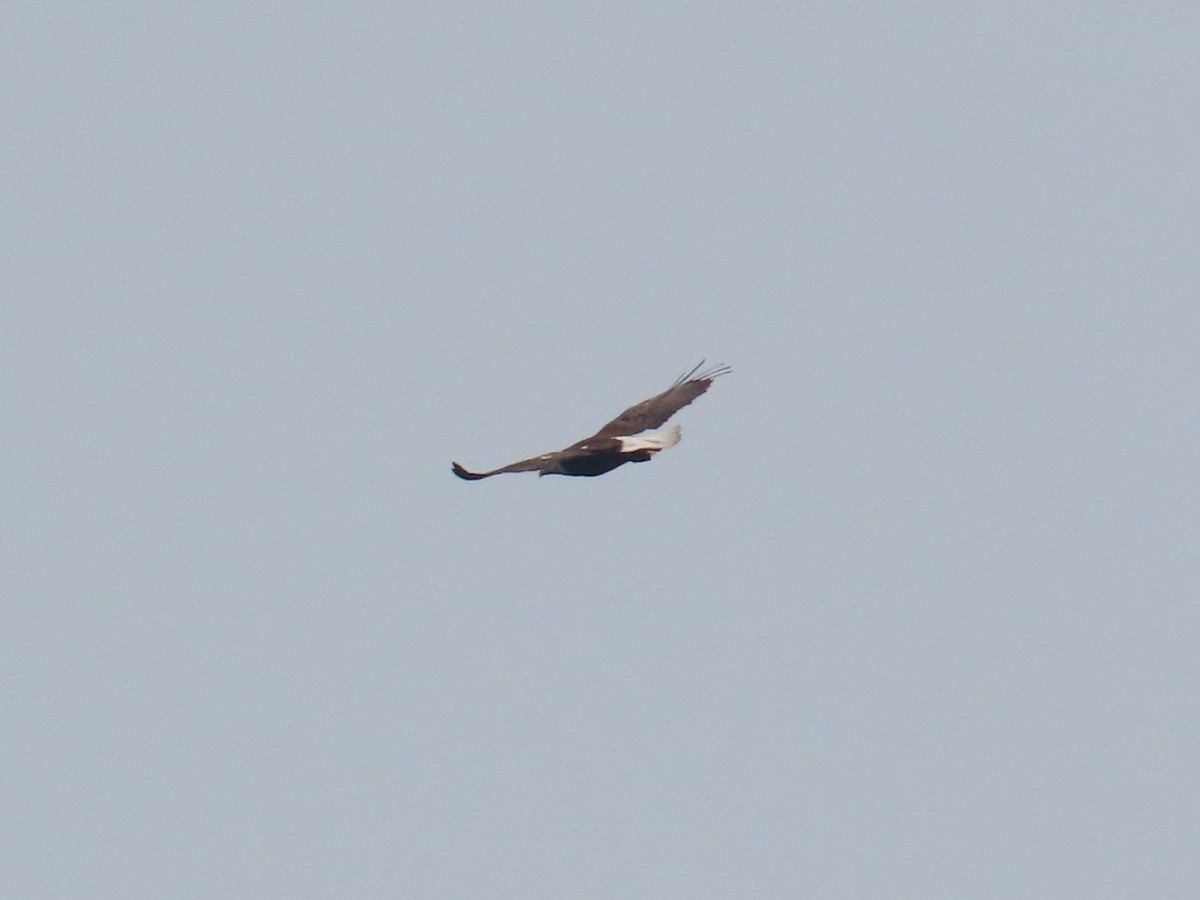 Bald Eagle - ML637290914