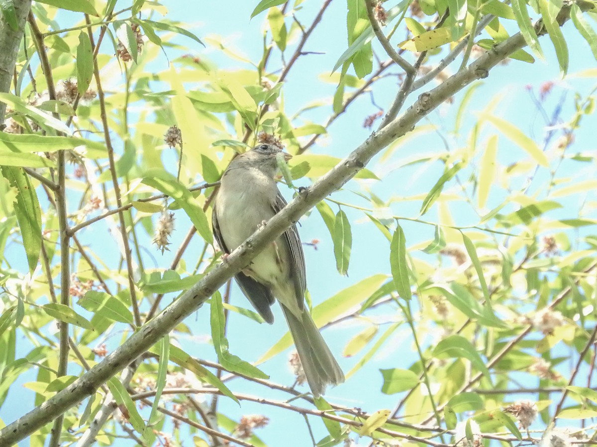 Field Sparrow - ML637290939