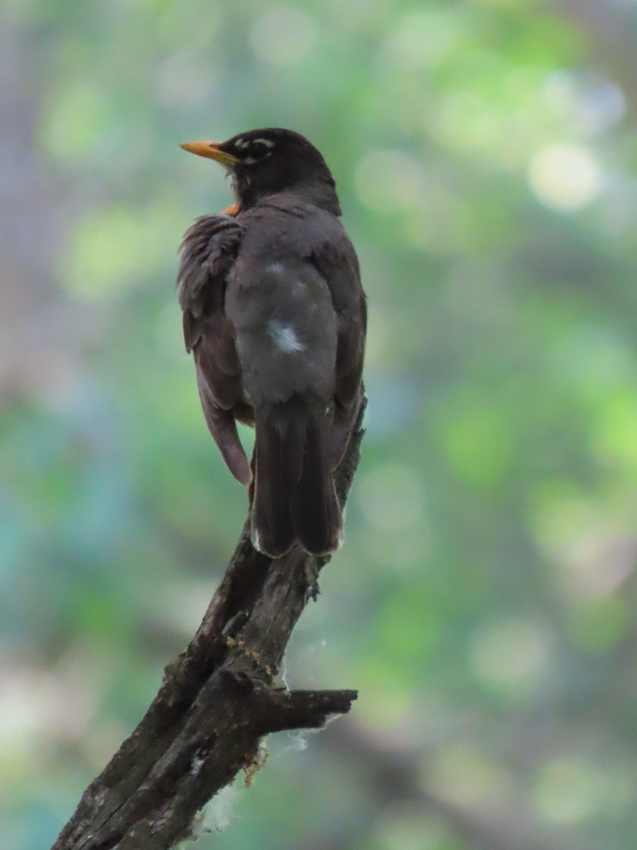 American Robin - ML637290949