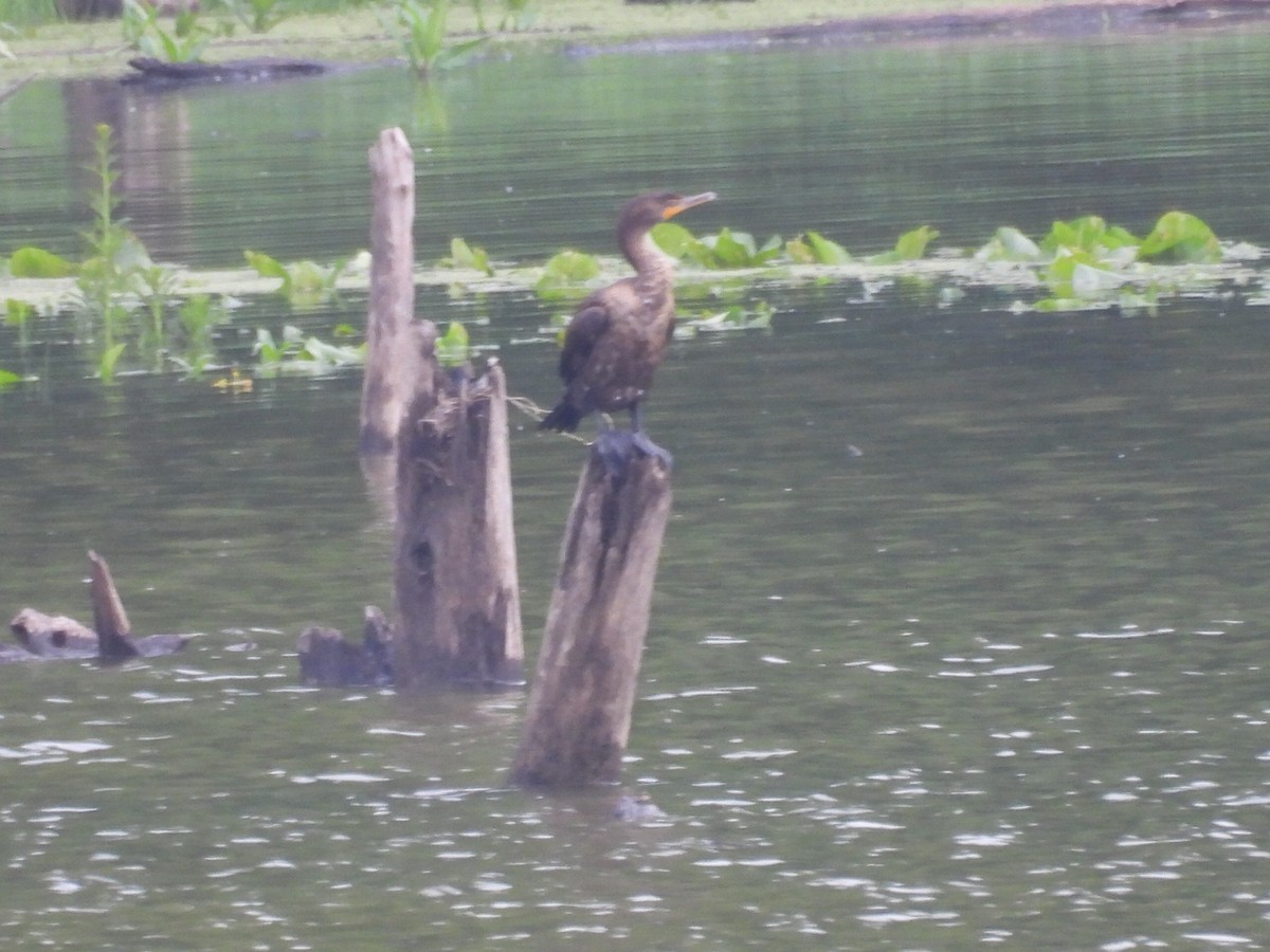 Double-crested Cormorant - ML637290950